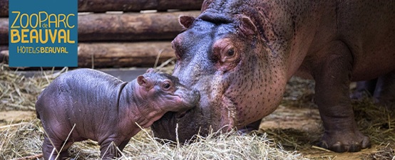 Premier bébé hippopotame du Zoo de Beauval