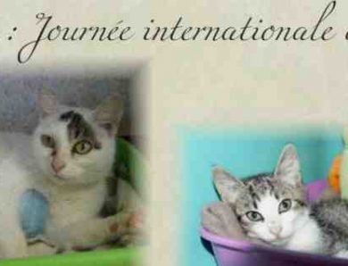 Journée Internationale du Chat