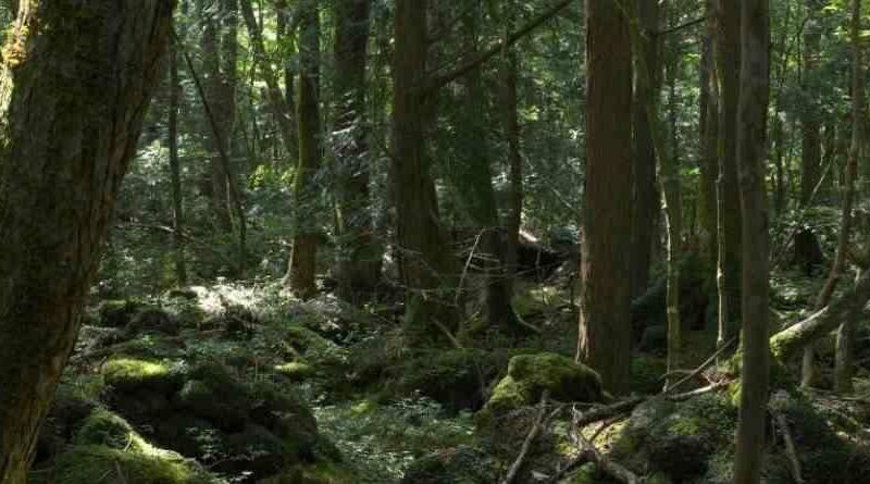 La forêt des suicides au Japon