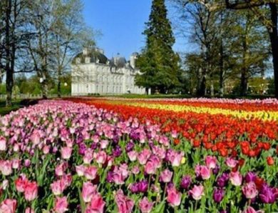 Les tulipes des jardins du Château de Cheverny