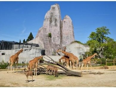 Parc Zoologique de Paris : Les dimanches au zoo !