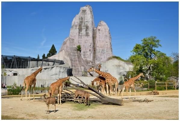 Parc Zoologique de Paris : Les dimanches au zoo !