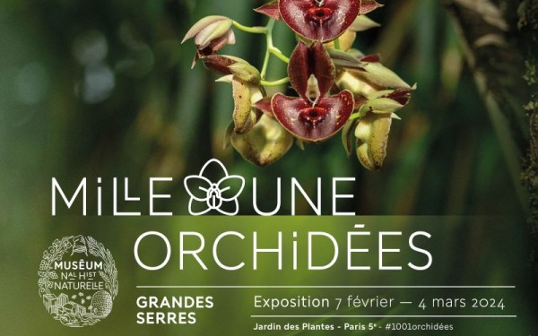 Mille & une orchidées édition 2024 aux Grandes Serres du Jardin des Plantes